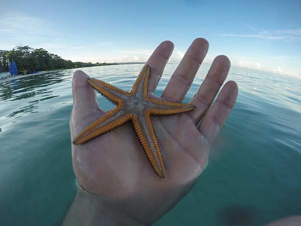 gopro-starfish