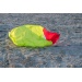 Peter Lynn Uniq TR Trainer Single Skin Kite